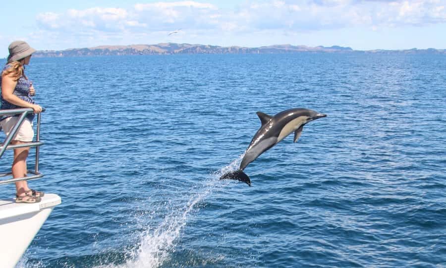 Auckland: Whale and Dolphin Watching Half-Day Eco Cruise - Hunting for orca and bottlenose dolphins in the Hauraki Gulf