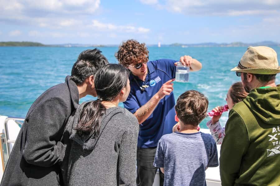 Auckland: Whale and Dolphin Watching Half-Day Eco Cruise - When the whales show up: what closer viewing really means