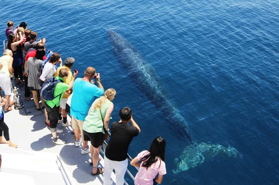 Auckland: Whale and Dolphin Watching Half-Day Eco Cruise - Price check: is $130 per person worth it?