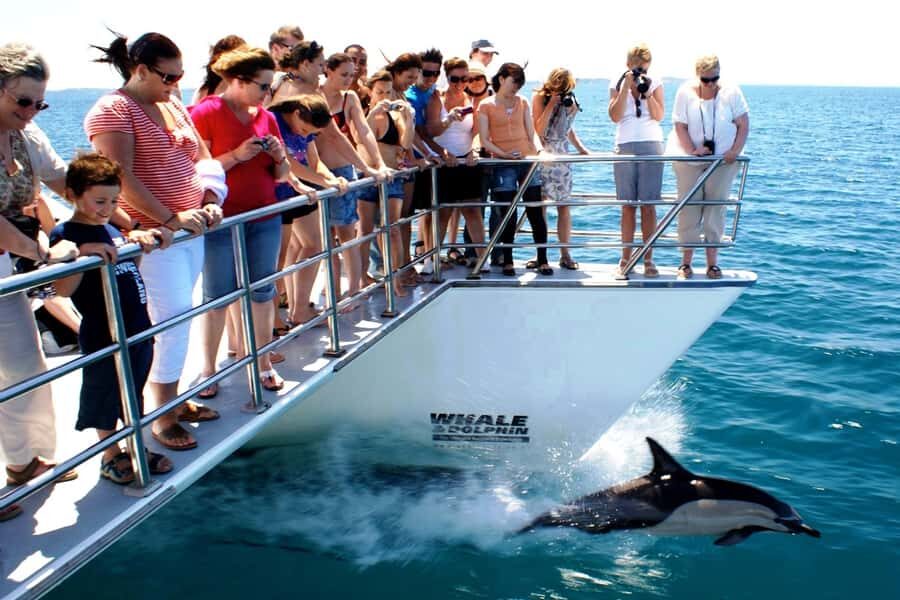Auckland: Whale and Dolphin Watching Half-Day Eco Cruise - Who should book this eco cruise (and who should skip it)