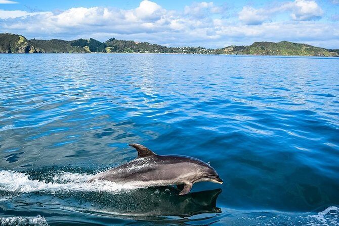 Bay of Islands 2-Day Small Group Tour & Cruise from Auckland - Why this overnight Bay of Islands trip works from Auckland
