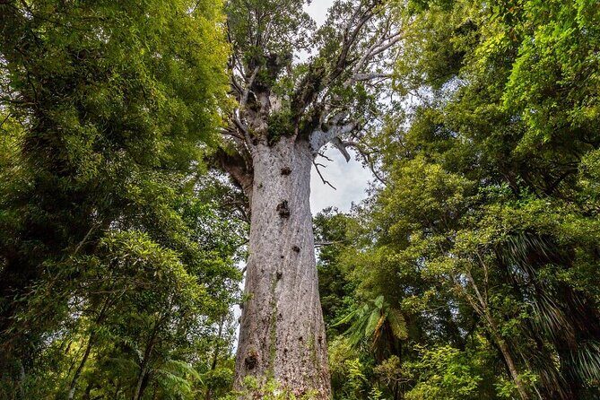 Bay of Islands 2-Day Small Group Tour & Cruise from Auckland - Opononi on Hokianga Harbour: lunch break, beach views, dolphin lore