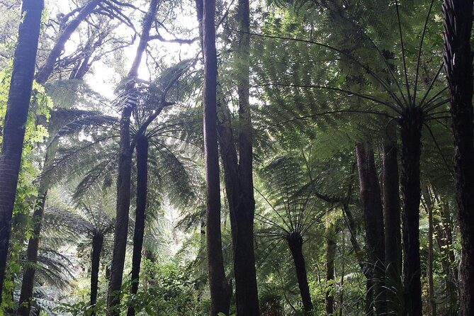 Coast and Rainforest Eco-Tour from Auckland with Picnic Lunch - Waitakere Ranges: rainforest walk and giant kauri trees