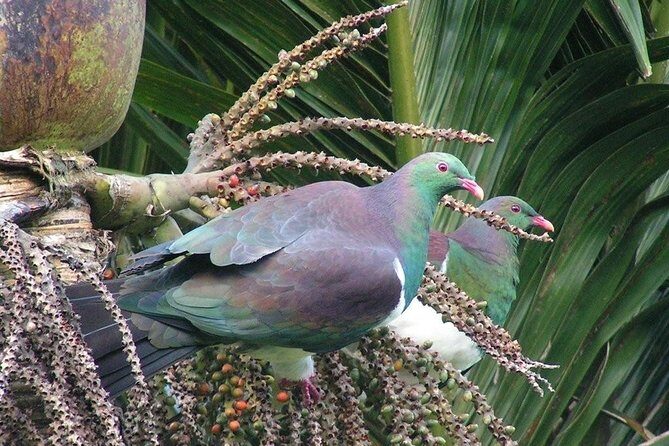 Coast and Rainforest Eco-Tour from Auckland with Picnic Lunch - Picnic lunch: included, but make it part of the outing