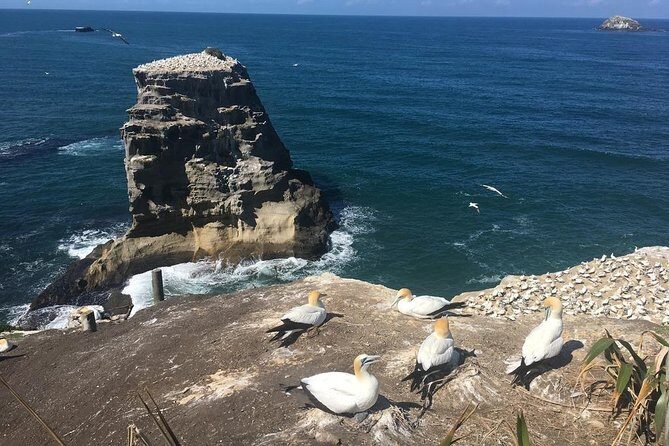Coast to Coast Private Eco Tour - Bastion Point (MJ Savage Memorial): Views, Protest, and a Meaningful Stop