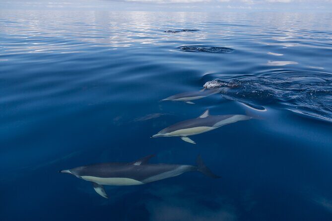 Day sea kayak tour Rangitoto Island - Meeting at Parnell and the Briefing That Sets You Up