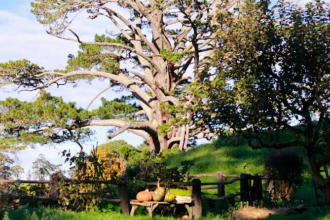 Day Tour Hobbiton + Rotorua from Auckland in Luxury Minibus - The practical reality: who this long day is for