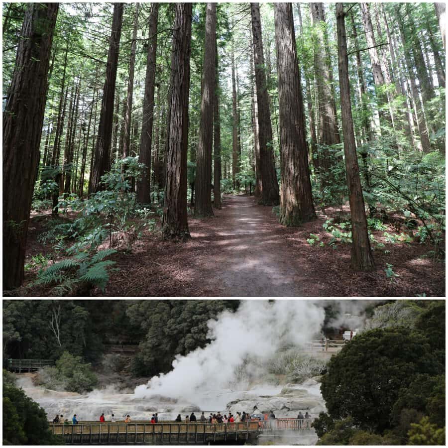 From Auckland: Day Trip to Rotorua with Optional extras - Premium minibus comfort matters on a long drive