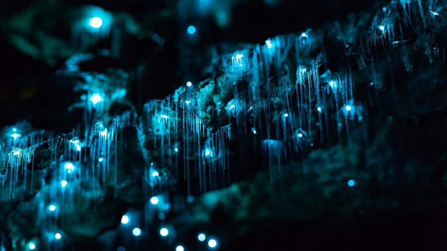 From Auckland: Day Trip to Waitomo Glow Worm Caves - Key highlights you’ll feel right away