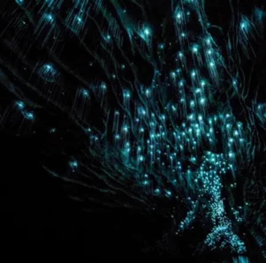 From Auckland: Day Trip to Waitomo Glow Worm Caves - The Waitomo River Boat Cruise: The Part You’ll Remember