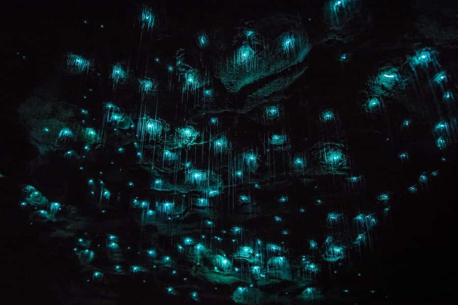 From Auckland: Day Trip to Waitomo Glow Worm Caves - Timing and Total Day Feel: What 7 Hours Means in Real Life
