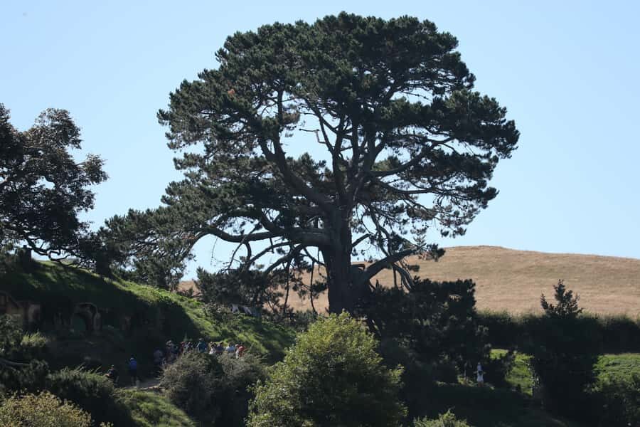 From Auckland: Hobbiton Afternoon Tour - Who this tour fits best (and who might want a different plan)