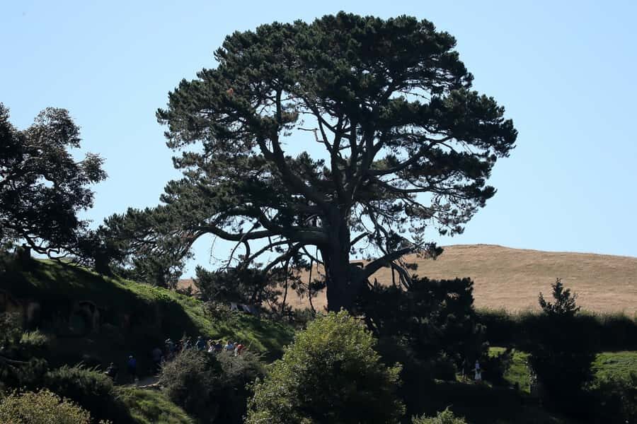 From Auckland or Rotorua: Hobbiton & Waitomo Tour with Lunch - Who should book this tour, and who should skip it