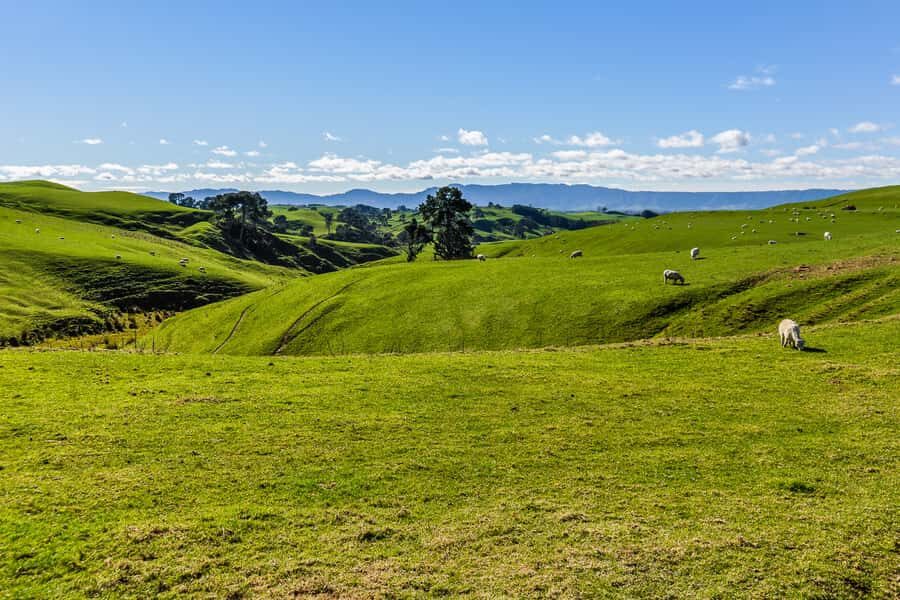 From Auckland or Rotorua: Hobbiton & Waitomo Tour with Lunch - Lunch at Hobbiton Marquee: the meal you’ll be glad you didn’t skip