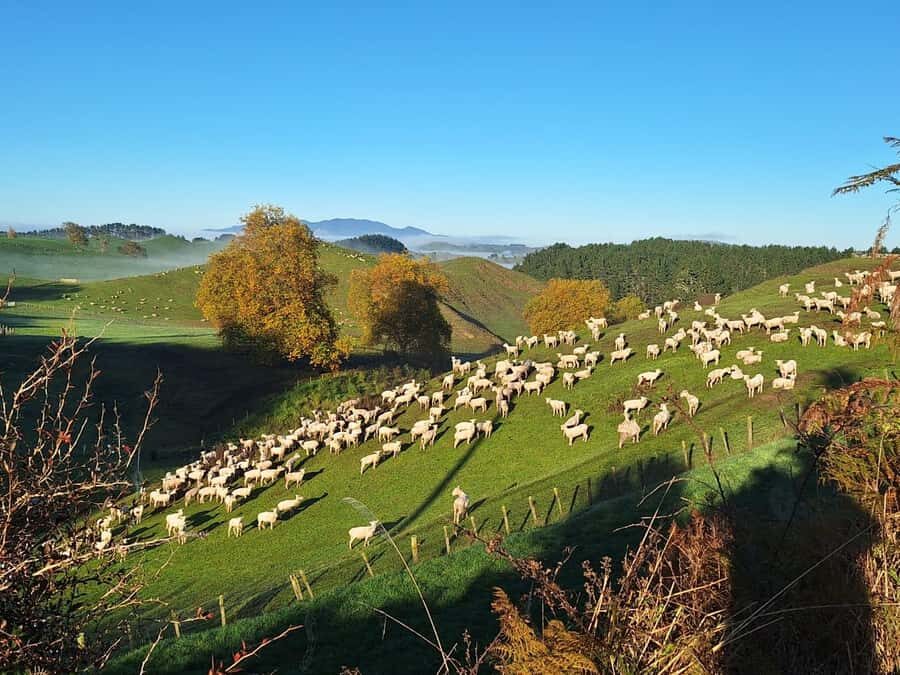 From: Auckland: Rotorua via Hobbiton Tour One Way Tour - 2.5-Hour Guided Hobbiton Tour and the Green Dragon Finish
