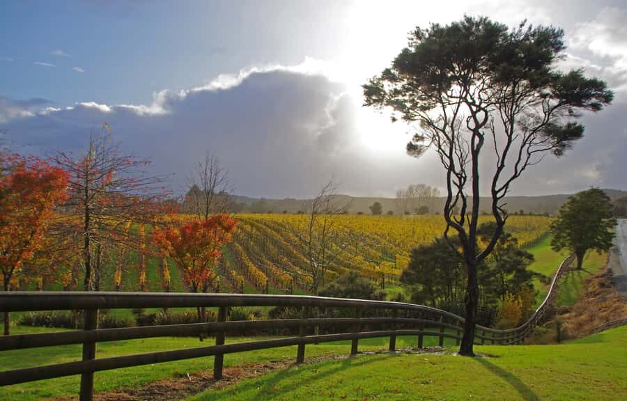 From Auckland: Small Group Kumeu Wine Tour with Lunch - Kumeu wine country and the rugged west coast, in one smooth loop