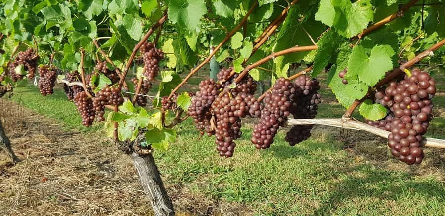 From Auckland: Small Group Kumeu Wine Tour with Lunch - Soljans vineyard: the tasting start that sets expectations for the rest