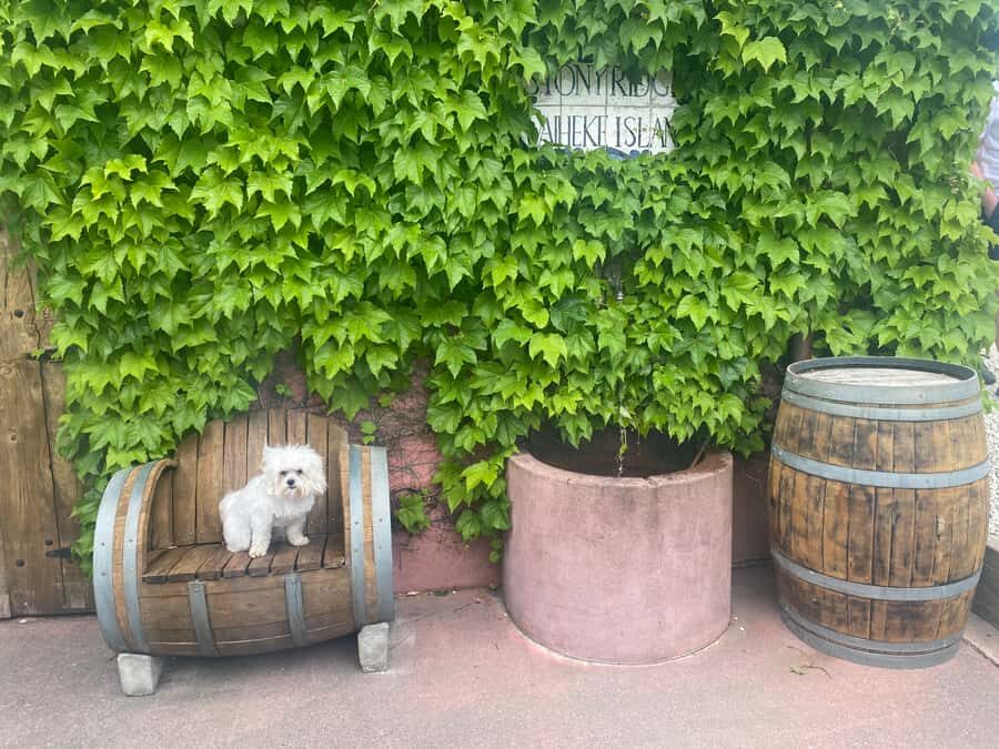 From Auckland: Waiheke Island Wineries' Tour - The heart of the day: 4 winery tastings with local commentary