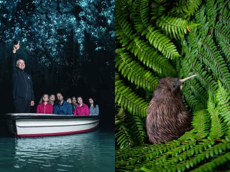 From Auckland: Waitomo Caves and Kiwi House Group Tour - Key things to know before you go