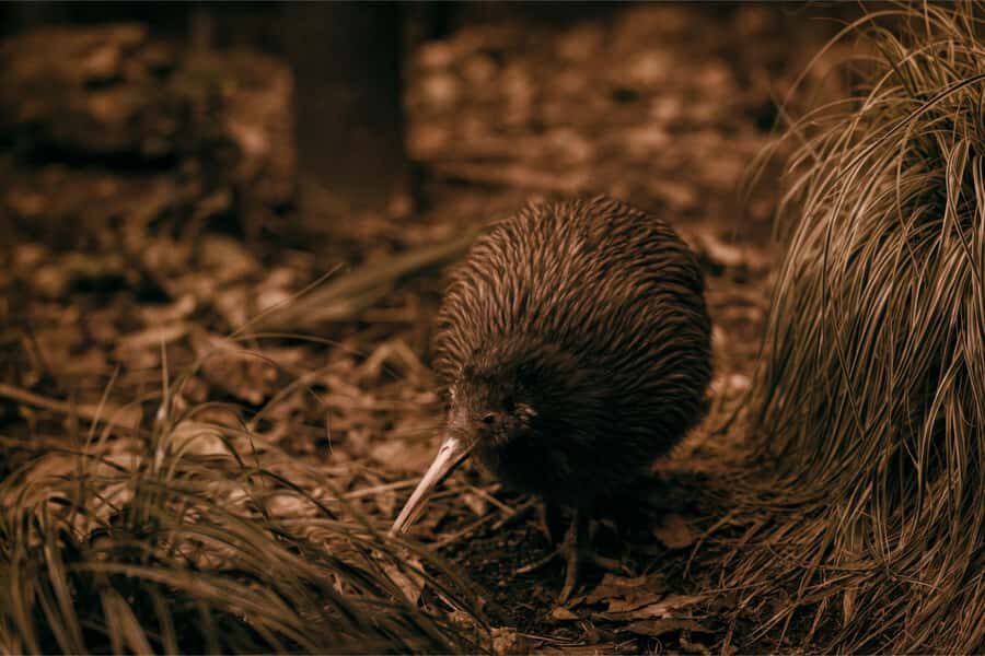From Auckland: Waitomo Caves and Kiwi House Group Tour - Dark caves, wet stone, and what to wear