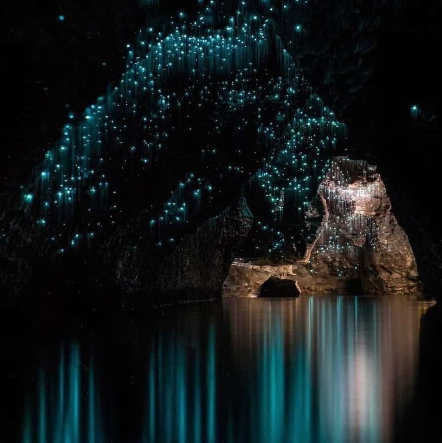 From Auckland: Waitomo Caves and Kiwi House Group Tour - Kiwi House Otorohanga: free-flight dome aviary, kiwi, and tuatara