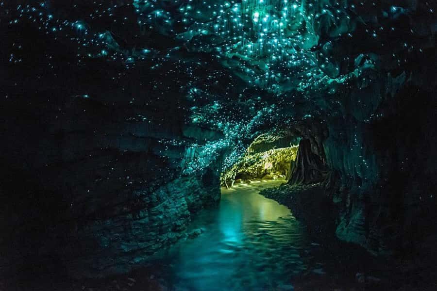 From Auckland: Waitomo Glow Worm Caves & Rotorua Tour - Te Puia and Pohutu Geyser: your geothermal hit in about half an hour
