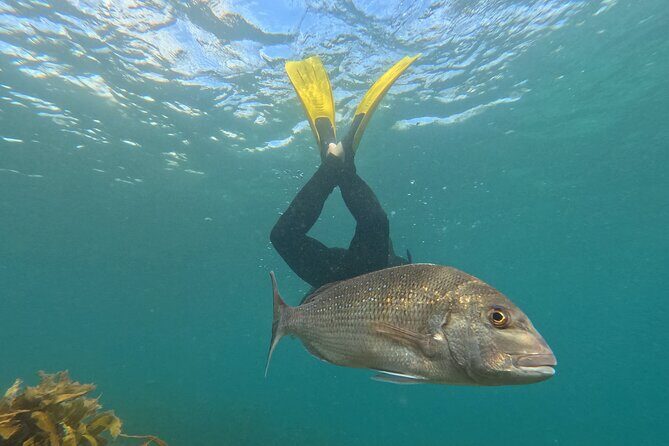 Goat Island Experience Advanced Snorkel Tour - Key highlights you’ll care about