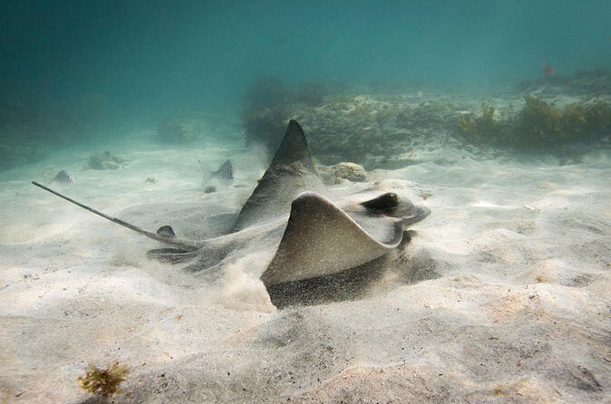 Goat Island Experience Advanced Snorkel Tour - Gear, time on the water, and how the day flows