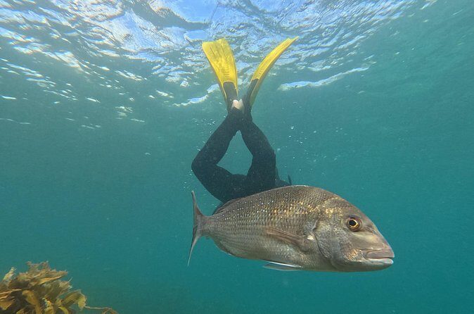 Goat Island Experience Advanced Snorkel Tour - Who this is best for (and who should choose another option)