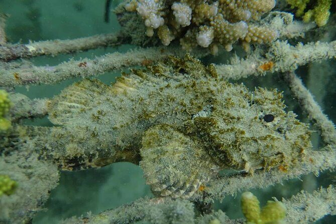 Guided Snorkeling and Island Exploration in Auckland - What a Typical 4-Hour Flow Feels Like