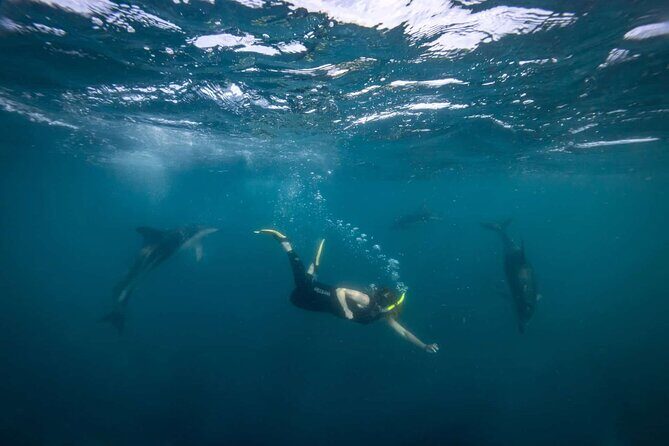 Guided Snorkeling and Island Exploration in Auckland - Small Group Size: Why Max 12 Matters