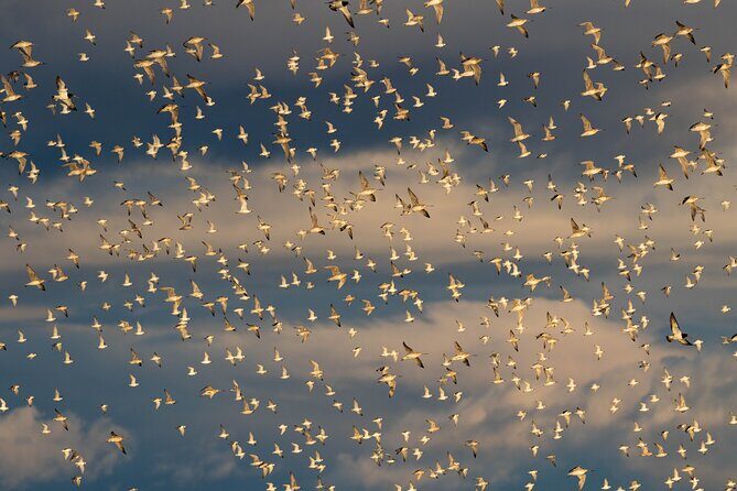Guided Tour at Pukorokoro Shorebird Centre - Key highlights you’ll actually notice