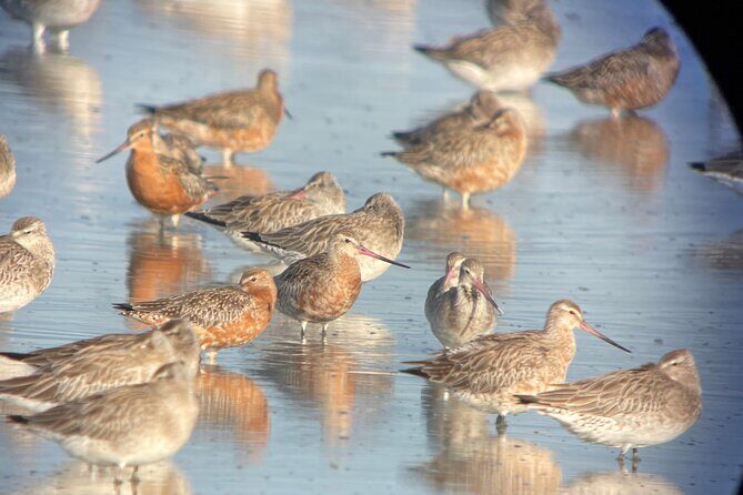 Guided Tour at Pukorokoro Shorebird Centre - Why Pukorokoro shorebird watching feels different