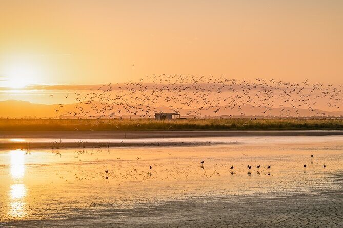 Guided Tour at Pukorokoro Shorebird Centre - Guides, group vibe, and what to bring