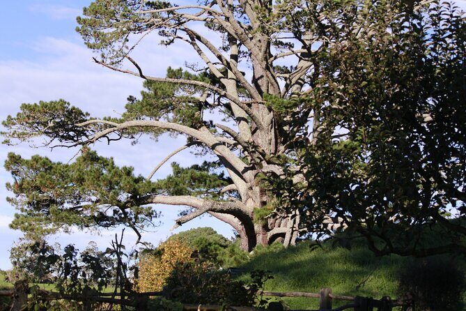 Hobbiton Afternoon Tour in Luxury Minibus from Auckland - The Hobbiton Movie Set walk: 2 hours that move at a good pace