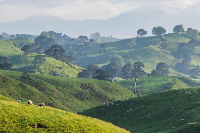Hobbiton and Waitomo Caves Small Tour from Auckland - Hobbiton in Matamata: the bus ride, the set, and Beyond the Door