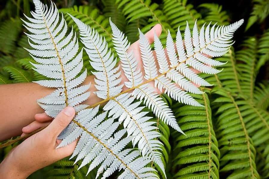 Luxury Auckland Maori Tour - What to Bring (So the Day Doesn’t Push Back)