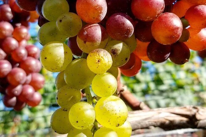 Luxury Private Auckland Wine & Beach Tour with Lunch - Stop 2: Kumeu River Wines—award-winning tastings to start