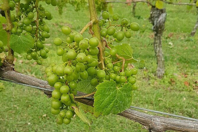 Muriwai Scenic Wine Tour from Auckland - Who This Tour Is Best For