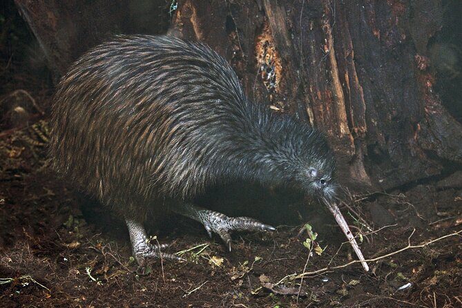 Nocturnal Wonders Tawharanui Kiwi Spotting and Stargazing Tour - Key points worth knowing before you go