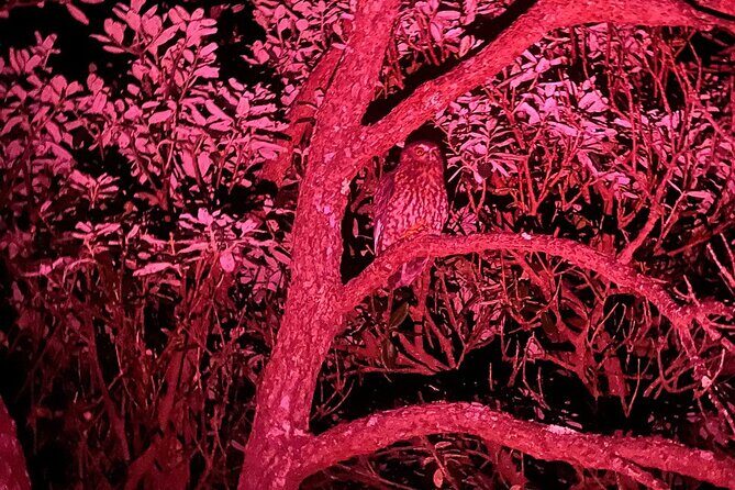 Nocturnal Wonders Tawharanui Kiwi Spotting and Stargazing Tour - Kiwi Discovery in the Native Bush: What You’ll Do