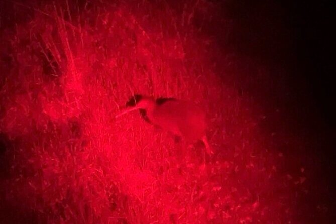 Nocturnal Wonders Tawharanui Kiwi Spotting and Stargazing Tour - Practical Tips for a Smooth, Comfortable Night