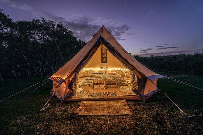 Nocturnal Wonders Tawharanui Kiwi Spotting and Stargazing Tour - Price and What You Really Get for $93.09