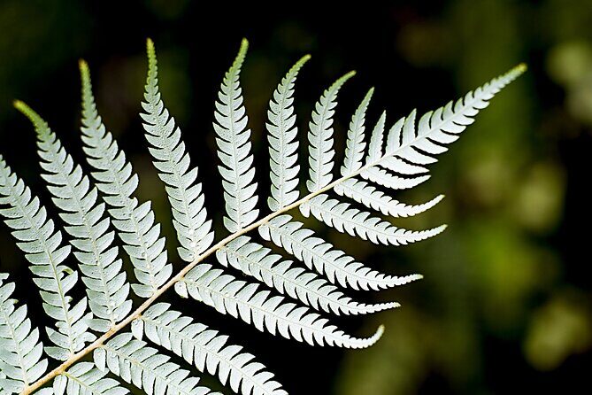 Private Auckland City Highlights Tour - Auckland Domain Winter Gardens: Glasshouses, Cool Air, and a Fernery in an Old Quarry