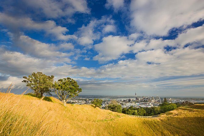 Private Auckland Half Day Tour - A 4-hour Auckland reset: what the private format buys you