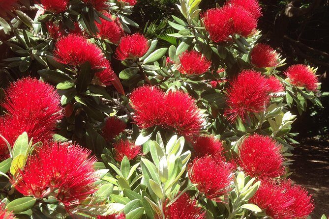 Private Auckland Wine & Dine Matakana Country & Cuisine - Matakana Village: Your Food Tasting Crawl, Without The Queue