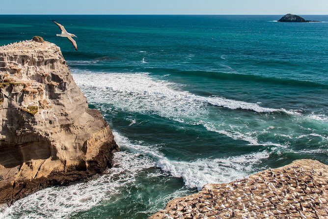 Private Auckland's West Coast - Piha/ Muriwai - Wild West Tour - Auckland’s West Coast Loop: a 5–6 hour Wild West fix