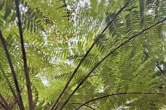 Private Piha Beach, Rainforest Adventure & Mt. Eden with Guide - Kitekite Falls: rainforest hike to a multi-tier waterfall
