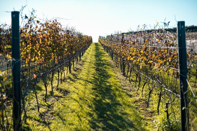 Private Tour - Waiheke Island Luxury Experience - Stop 1 on Waiheke: wine-island touring without the “where do we go now?” feeling