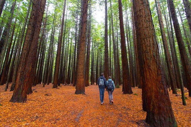 Redwood Forest , Blue Springs & Huka Falls Day Tour from Auckland - Key reasons this Auckland day tour works